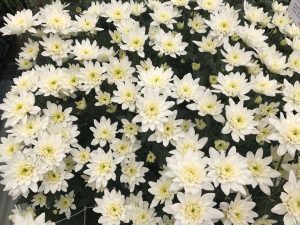 White Yellow Pom-pom