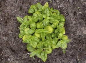 Basil Leaves